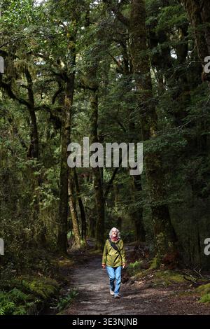 Woman walking along forest trail in temperate rainforest on Blue Pools Track, Mount Aspiring National Park, Otago, South Island, New Zealand Stock Photo