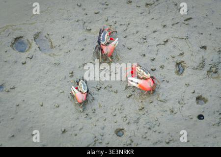 Close-up of red arcuate fiddler crabs foraging on the intertidal mudflat at Gaomei Wetlands, Taichung, showcasing enlarged claw. Stock Photo