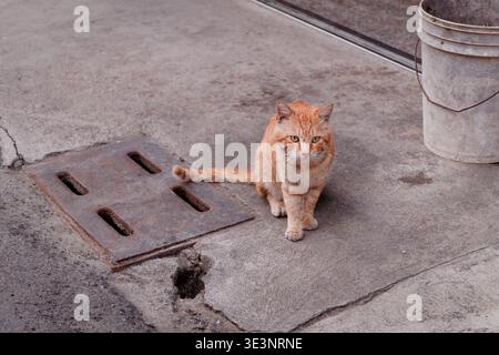 A curious orange street cat sits on a weathered concrete sidewalk, capturing urban stray life in Taiwan. Stock Photo