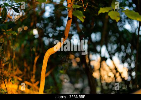 Close-up of a curved tree trunk bathed in warm golden hour sunlight, surrounded by blurred green bokeh leaves in a lush, tranquil forest setting. Stock Photo