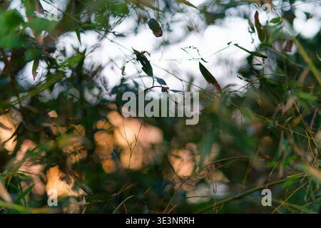Abstract blurred lush green leaves, pods, and stems illuminated by warm golden hour sunlight, creating a soft glowing effect in a natural outdoor. Stock Photo