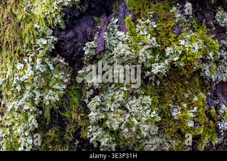 Close-up view of green moss and pale lichen growing on tree bark Stock Photo
