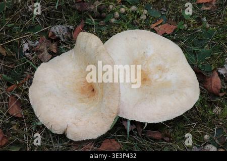 Bearded Milkcap -a.k.a. Woolly Milkcap - Lactarius torminosus Stock Photo
