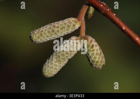 Hazel - Corylus avellana - catkins developing in Autumn, UK Stock Photo