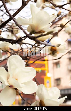 Close-up of white magnolia flowers blooming on tree branches in spring. Natural floral background with soft light, delicate petals concept Stock Photo