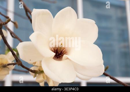 Close-up of white magnolia flowers blooming on tree branches in spring. Natural floral background with soft light, delicate petals concept Stock Photo
