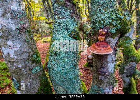 Bracket fungus and lichens on a beech trunk in the Vosges high beech forest near Le Honeck-La Bresse in autumn, Vosges, France Stock Photo