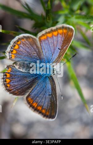 Common blue (Polyommatus icarus f coerulescens) female reverse side. Monte Alba, Vigo, Galicia, Spain, Europe. Stock Photo