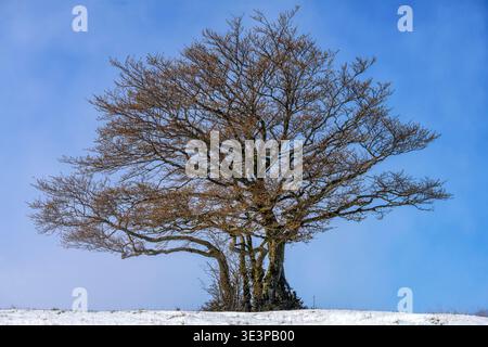 European beech (Fagus sylvatica) in spring in the Jura, Grand Colombier, Ain, France. The leaf buds open in mid-April in the southern Jura. Stock Photo