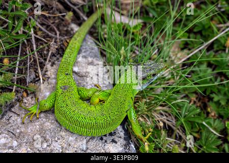 Western Green Lizard (Lacerta bilineata) on a rock in the Jura, France Stock Photo