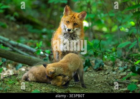 Red fox (Vulpes vulpes) vixen and kits a few weeks old, Haute Savoie, France. Family of 4 young ones emerged from the den in mid-May. Stock Photo