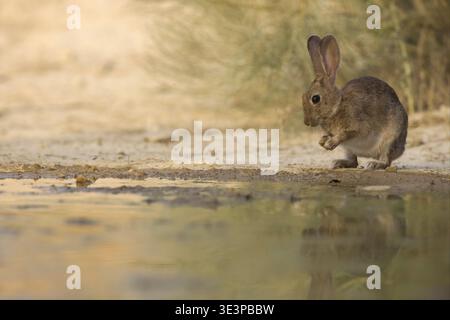 Wild rabbit (Oryctolagus cuniculus) standing on its hind legs at the edge of a waterhole, Spain Stock Photo