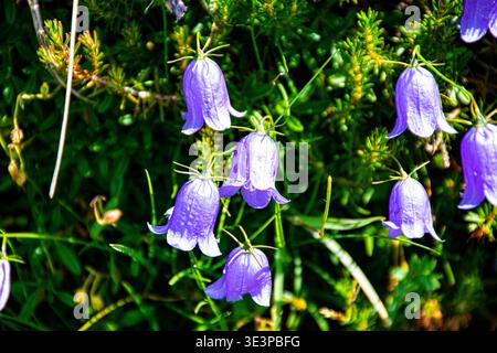 beautiful purple bellflower found on the flower trail at the Brocon Pass in the Lagorai complex on the Tresino plateau in the province of Trento Stock Photo