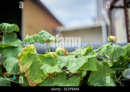 Korean tiled walls meet midsummer nature. Ripening fruits and a young pumpkin on vines highlight the serene, rustic charm of rural country life. Stock Photo