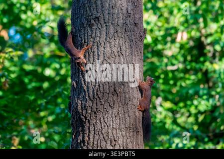 Red squirrel (Sciurus vulgaris) chase between two squirrels playing hide-and-seek on a trunk, parc sainte Marie, Nancy, Lorraine, France Stock Photo