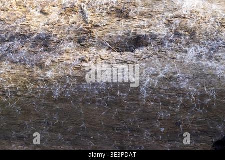 Cattail seeds scattered on wooden log natural texture background fluffy plant seeds closeup nature detail Stock Photo