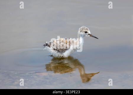 Black-winged Stilt (Himantopus himantopus) chick a few days old on a mudflat in spring, Bassin d'anciens salins a Hyeres, Var, France Stock Photo