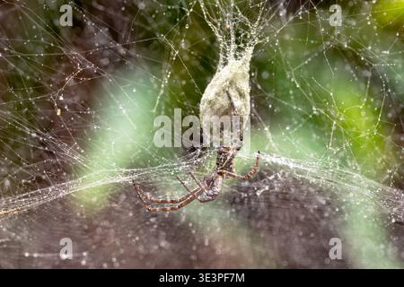 Spider (Cyrtophora moluccensis) on its web covered in raindrops with its cocoon, Colo-i-Suva Forest Park, Viti Levu, Fiji. Stock Photo