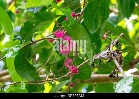 Malay rose apple flowers (Syzygium malaccense), Santa Ana, Solomon Islands. Stock Photo