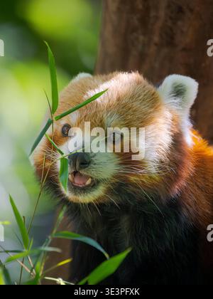 Red Panda or Lesser Panda, (Ailurus fulgens), munching bamboo, in Hellabrunn Zoo in Munich. Europe, Germany, Munich Stock Photo
