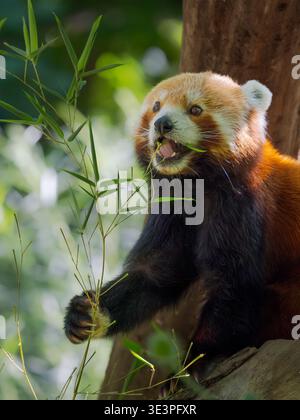 Red Panda or Lesser Panda, (Ailurus fulgens), munching bamboo, in Hellabrunn Zoo in Munich. Europe, Germany, Munich Stock Photo