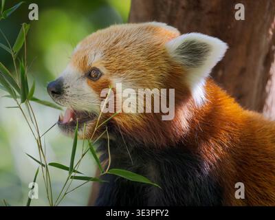 Red Panda or Lesser Panda, (Ailurus fulgens), munching bamboo, in Hellabrunn Zoo in Munich. Europe, Germany, Munich Stock Photo