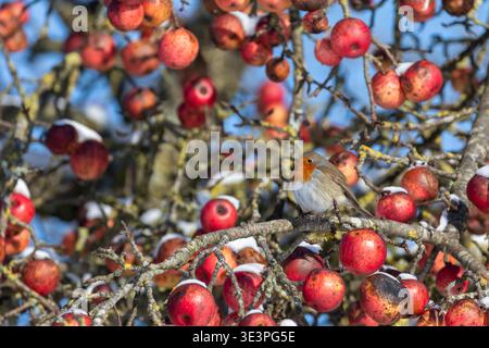 European robin (Erithacus rubecula) in a fruiting apple tree in winter Stock Photo