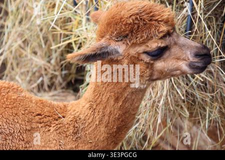 Alpaca (Vicugna pacos), Beauval Zoo, Loir-et-Cher, France. Stock Photo