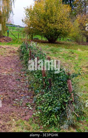 Benjes hedge in autumn, Moselle, France Stock Photo
