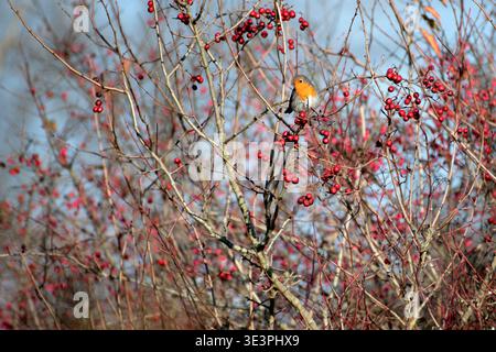 European Robin (Erithacus rubecula) on a hawthorn, Lorraine, France. Stock Photo