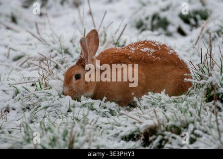 Domestic rabbit (Oryctolagus cuniculus) in snowy pasture, Lorraine, France Stock Photo