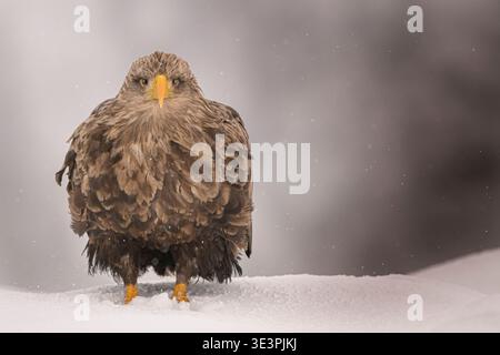 White-tailed Eagle (Haliaeetus albicilla) in the snow, Lofoten, Norway Stock Photo