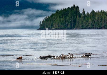 Common seals or harbor seals (Phoca vitulina vitulina) and Western gulls (Larus canus) on Vancouver Island, British Columbia, Canada. The common seal Stock Photo