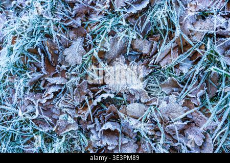 Oak leaves (Quercus) fallen on the ground and caught in frost during winter, Moselle, France. Stock Photo