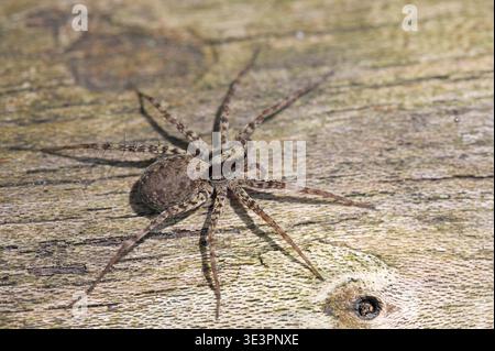 Thinlegged wolf spider (Pardosa amentata) on a piece of dead wood by a pond, along the Rhine, in the Robertsau-Wantzenau National Nature Reserve, Stra Stock Photo
