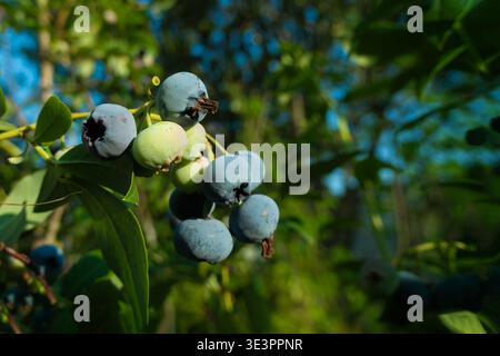 Ripe blueberries (bilberry) on a blueberry bush on a nature background. Stock Photo