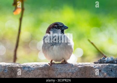 House Sparrow (Passer domesticus) male, Morocco. Stock Photo