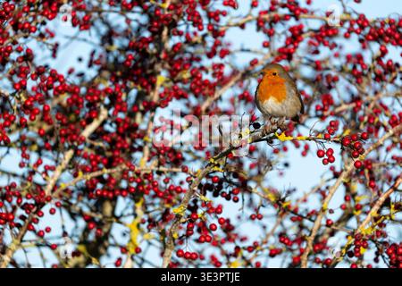 Robin (Erithacus rubecula) amongst hawthorn berries, England Stock Photo