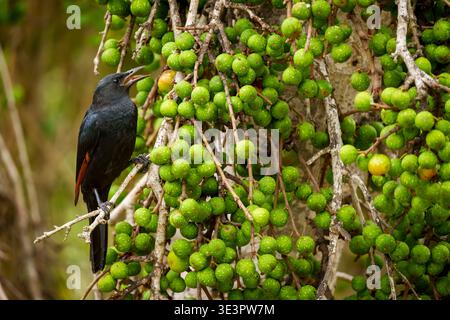 A Red-winged starling (Onychognathus morio) feeding on a broom cluster fig (Ficus sur) or Cape fig tree at Ebb and Flow Camp, Garden Route National Pa Stock Photo