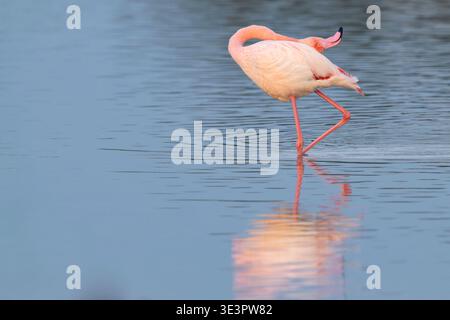 Greater flamingo (Phoenicopterus ruber) with its head resting on its back, Camargue, France. Stock Photo