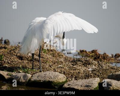 Little Egret Egretta garzetta preening at Shapwick Heath on the Somerset Levels UK Stock Photo