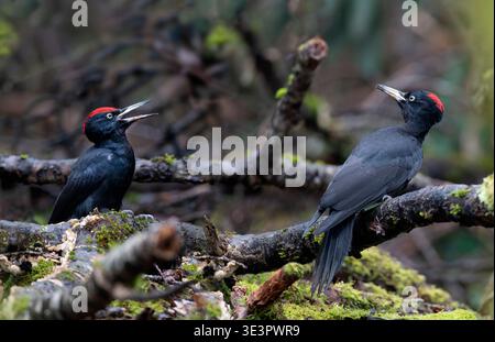 Black woodpeckers (Druocopus martius) couple on the ground in a forest undergrowth, Vosges du Nord Regional Natural Park, France. Stock Photo