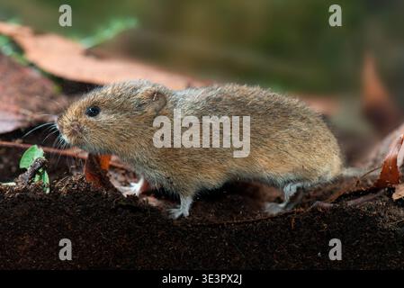 Common vole (Microtus arvalis) in the garden, Bouxieres-aux-Dames, Lorraine, France. Stock Photo