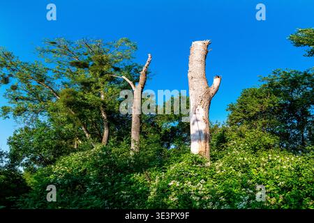 Dead poplar, tree left as a candlestick due to a disease in the riparian forest, Nature Reserve of the Rohrschollen Island, Strasbourg, Alsace, France Stock Photo