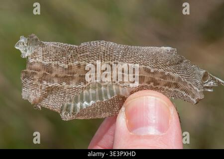 Molt of the Sand Lizard (Lacerta agilis), Lorry-Mardigny, Lorraine, France. Stock Photo