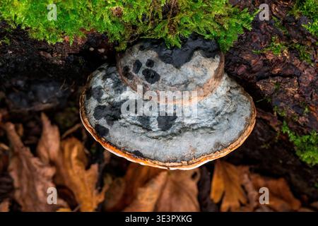 Red-banded polypore (Fomitopsis pinicola) on Norway spruce (Picea abies), dead tree on the ground, France. Stock Photo