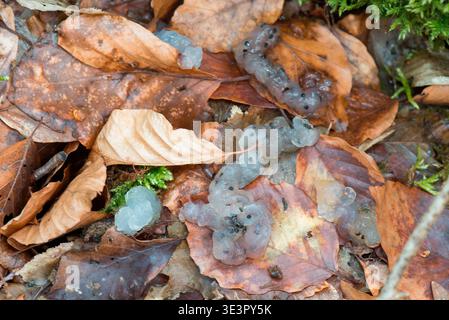 Trace left by a European Polecat (Mustela putorius): ovary of a common frog (Rana temporaria) torn off and abandoned on a trunk by the edge of a pond, Stock Photo