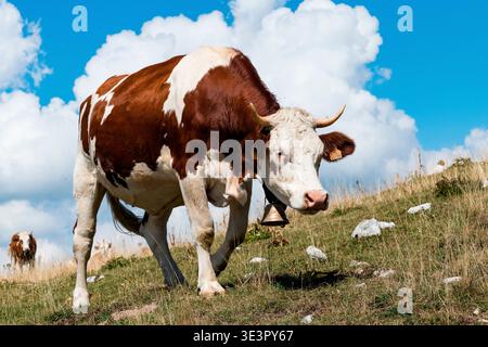 Montbeliarde cows (Bos taurus domesticus) in the pasture, Jura, France. Stock Photo