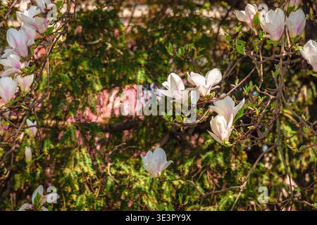 magnolia tree blooming in springtime. tender pink flowers in a shade of urban architecture. picture from uzhhorod city with magnolia soulangeana on a Stock Photo