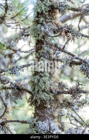 Fruticose and foliose lichens on a European Larch (Larix decidua), Hautes-Alpes, France. Stock Photo